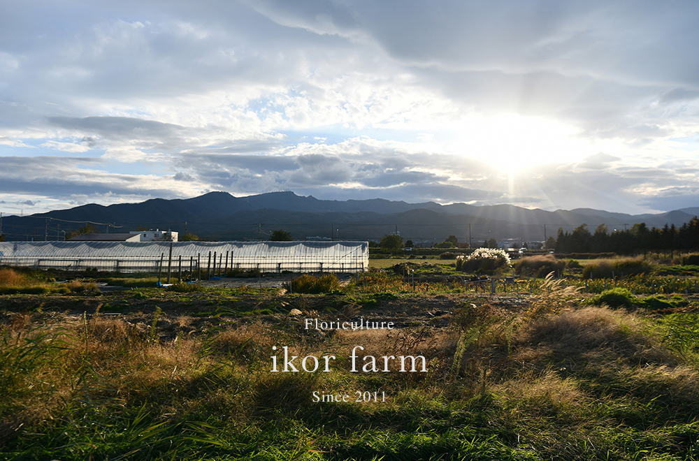 ikorfarm